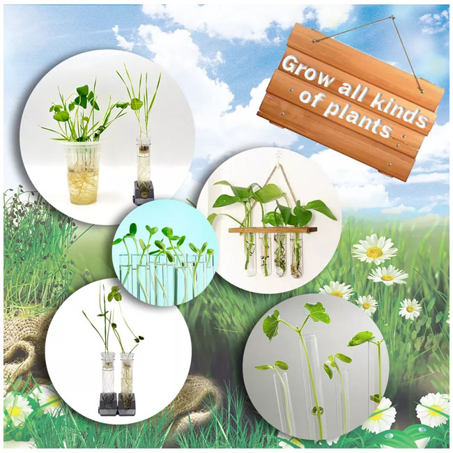 BIG BANG SCIENCE PLANT GROWING