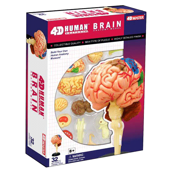 4D HUMAN ANATOMY-HUMAN BRAIN