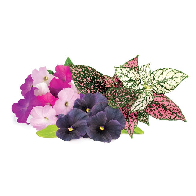 CLICK AND GROW VIBRANT FLOWER MIX /9-PACK