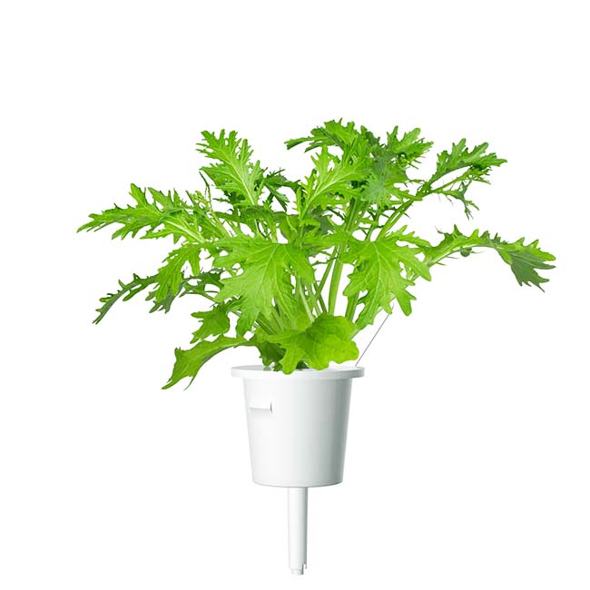 CLICK AND GROW PLANT PODS LEAF MUSTARD