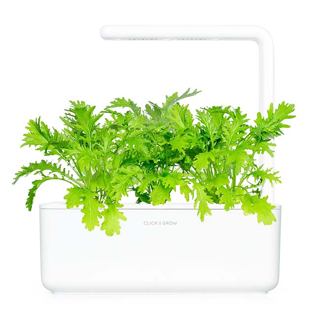 CLICK AND GROW PLANT PODS LEAF MUSTARD