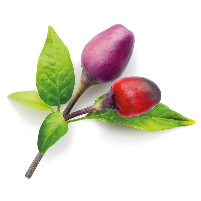 CLICK AND GROW PLANT PODS PURPLE CHILI