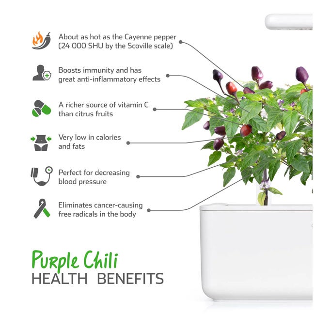 CLICK AND GROW PLANT PODS PURPLE CHILI