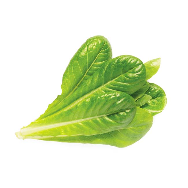 CLICK AND GROW PLANT PODS ROMAINE LETTUCE