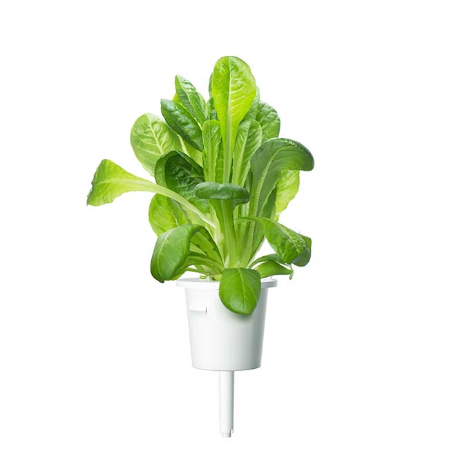 CLICK AND GROW PLANT PODS ROMAINE LETTUCE
