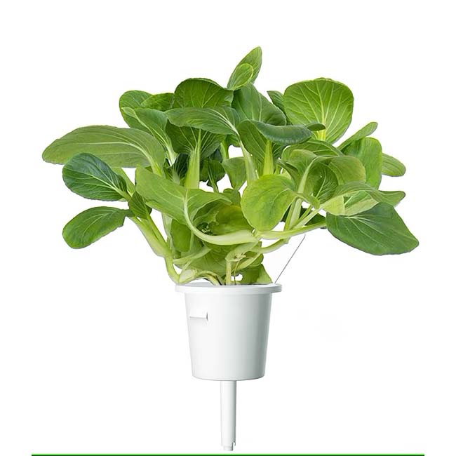 CLICK AND GROW PLANT PODS PAK CHOI