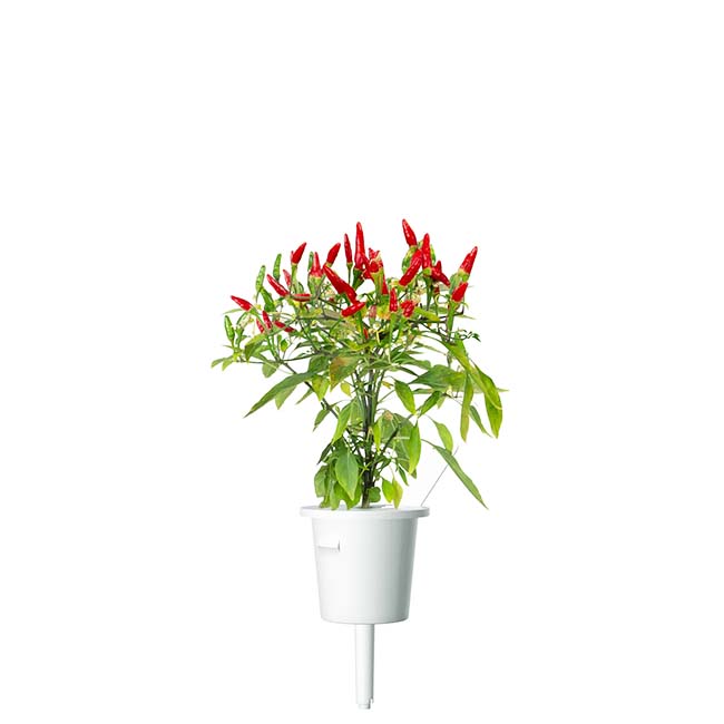 CLICK AND GROW PLANT PODS PIRI PIRI CHILI