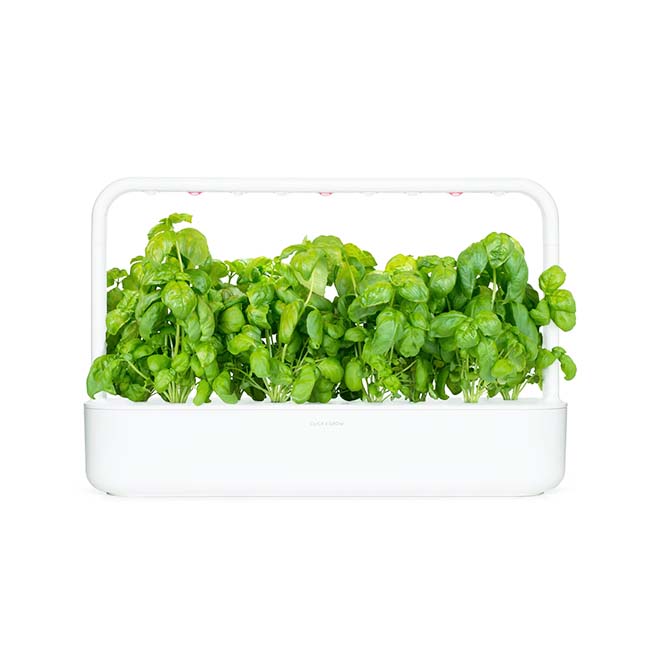 CLICK AND GROW PLANT POD 3-PACK LEMON BASIL