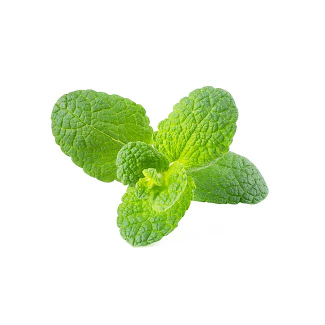 CLICK AND GROW PLANT POD 3-PACK APPLE MINT