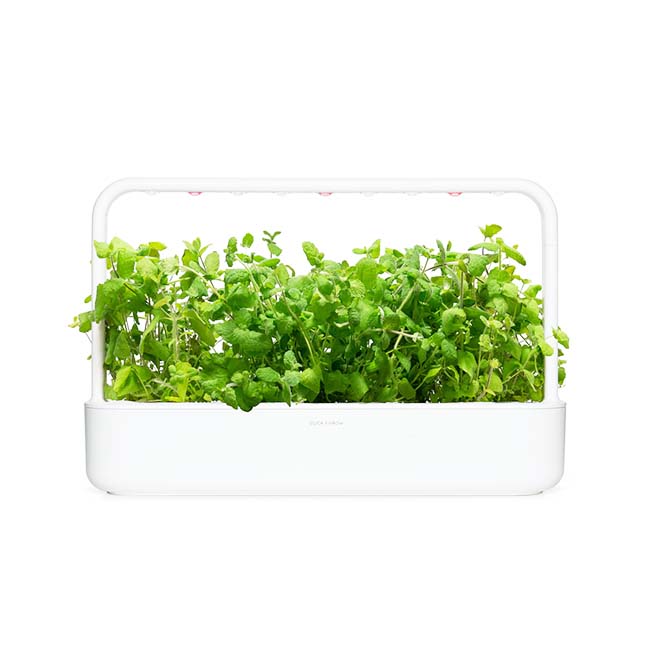 CLICK AND GROW PLANT POD 3-PACK APPLE MINT