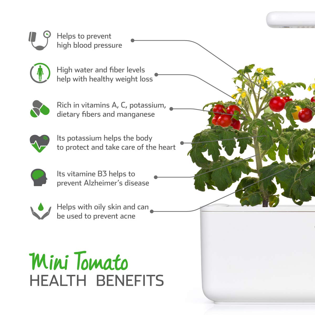 CLICK AND GROW MINI TOMATO REFILL