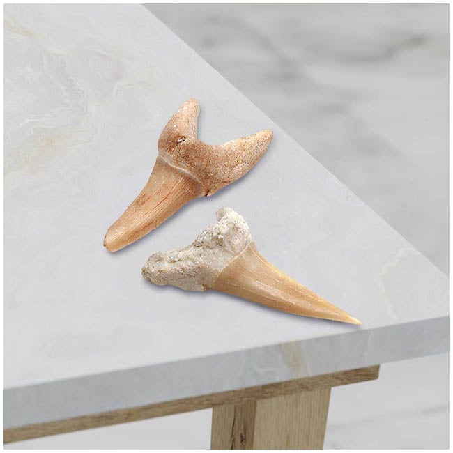 DISCOVERY KIDS MINI SHARK TOOTH EXCAVATION KIT