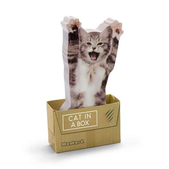 MUSTARD CAT IN A BOX
